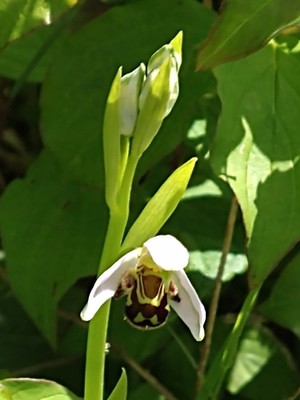 photo of Bee Orchid