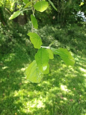 photo of White Poplar