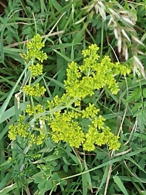 photo of Lady's Bedstraw