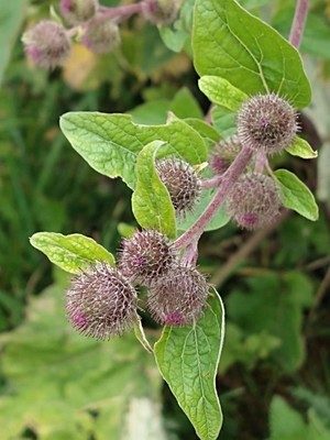photo of Lesser Burdock