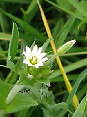 photo of Common Mouse Ear