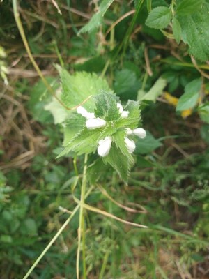 photo of White Dead Nettle