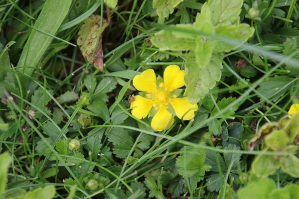 photo of Creeping Cinquefoil