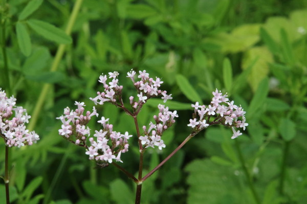 photo of Common Valerian