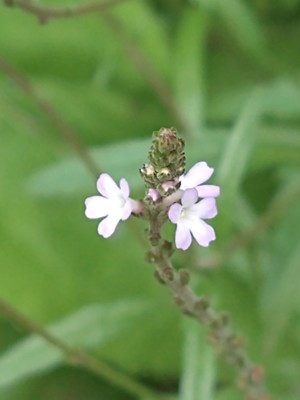 photo of Vervain