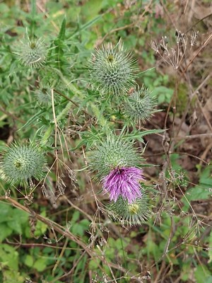 photo of Spear Thistle