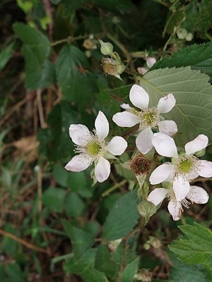 photo of Himalayan Blackberry