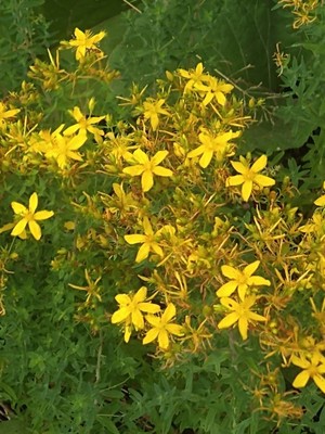 photo of Perforate St. John's Wort