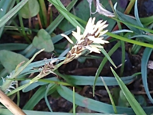 photo of Glaucous Sedge