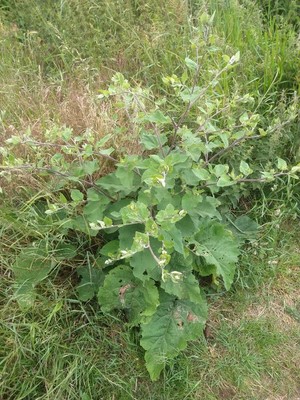 photo of Lesser Burdock