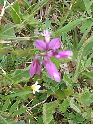 photo of Chalk Milkwort