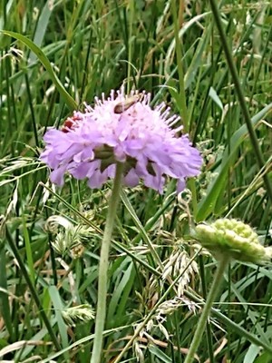 photo of Field Scabious