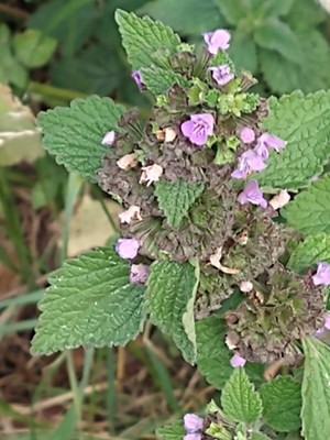 photo of Black Horehound