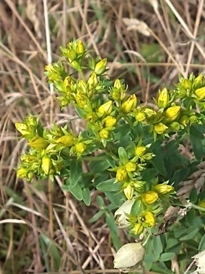 photo of Perforate St. John's Wort