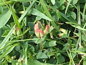 photo of Bird's Foot Trefoil