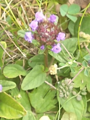 photo of Selfheal