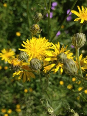 photo of Rough Hawk's Beard