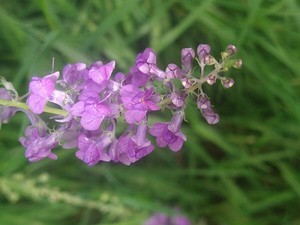 photo of Purple Toadflax