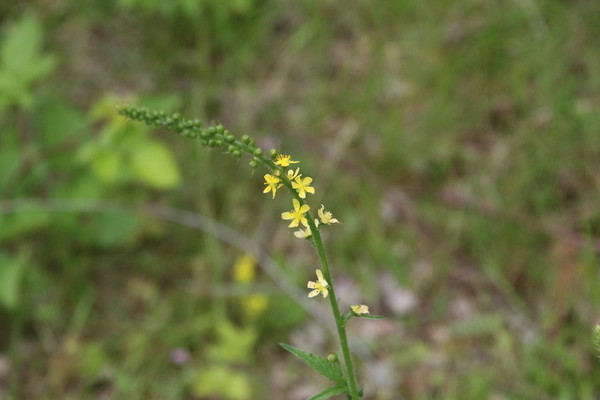 photo of Agrimony