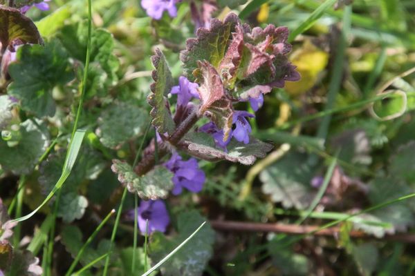 photo of Ground Ivy