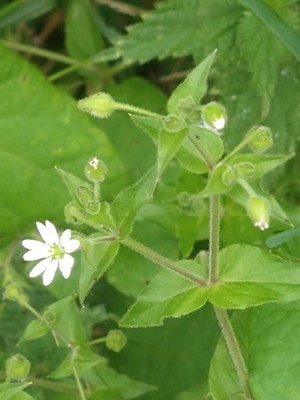 photo of Water Chickweed