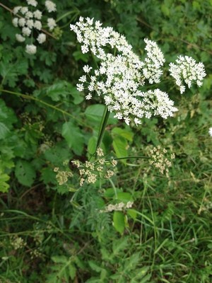 photo of Hogweed