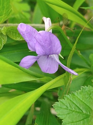 photo of Early Dog Violet