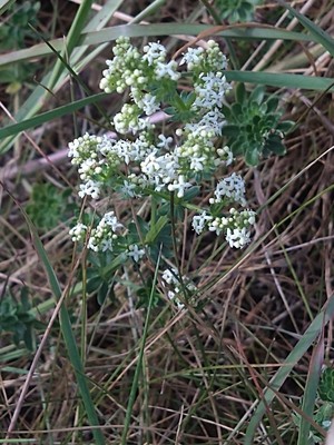 photo of Heath Bedstraw