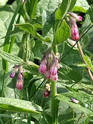photo of Common Comfrey