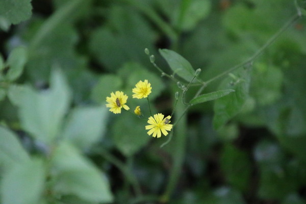 photo of Nipplewort