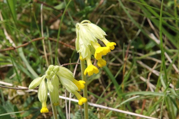 photo of Cowslip