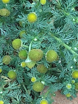 photo of Pineappleweed