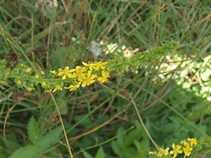photo of Agrimony
