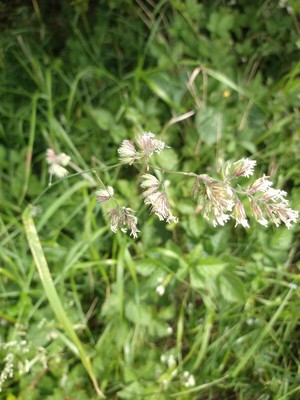 photo of Cock's Foot Grass