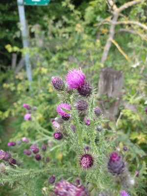 photo of Marsh Thistle