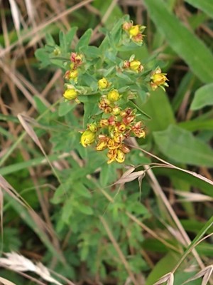 photo of Perforate St. John's Wort