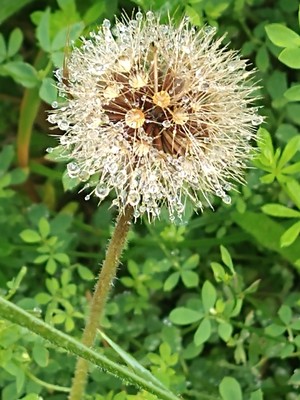 photo of Dandelion