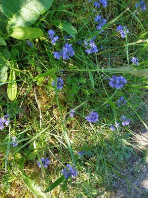 photo of Chalk Milkwort