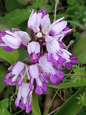 photo of Military Orchid