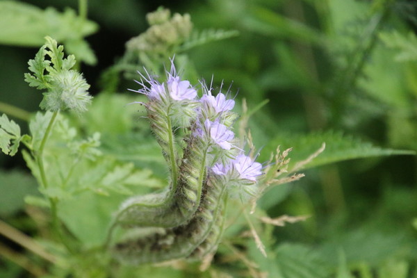 photo of Phacelia