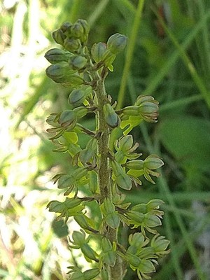 photo of Common Twayblade