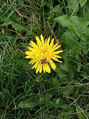 photo of Dandelion