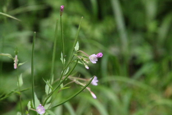 photo of Broad Leaved Willowherb