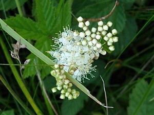 photo of Meadowsweet