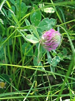 photo of Red Clover