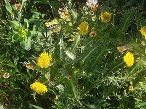 photo of Prickly Sow Thistle