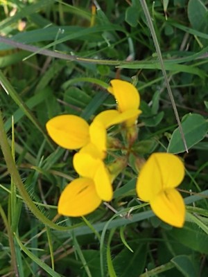 photo of Bird's Foot Trefoil