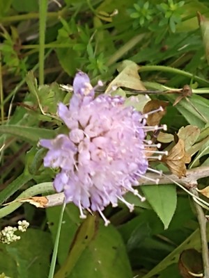 photo of Field Scabious