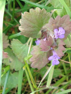 photo of Ground Ivy