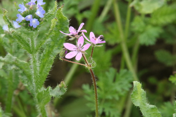 photo of Common Stork's Bill
